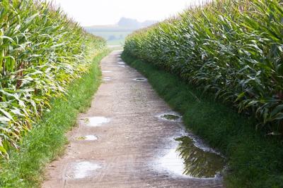 Puddles_Corn Field