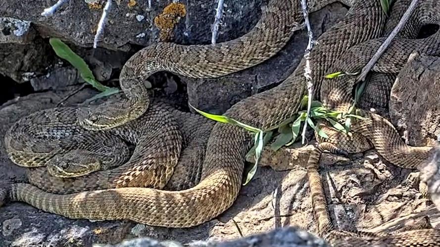 Now you can watch hundreds of rattlesnakes in a ‘mega-den’ – from the safety of your computer